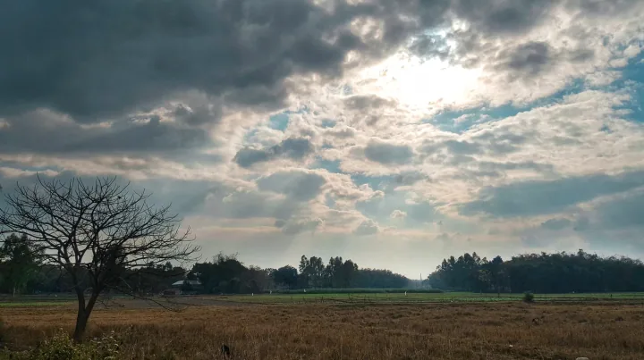 Sunlight breaks through thick clouds over fields and a bare tree at Chalan Beel.