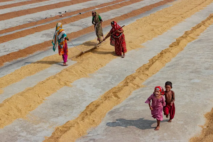 Children run between rows of drying grain as women work behind them.