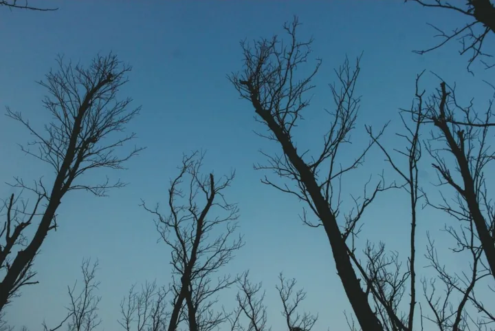 Bare branching trees reach across a clear blue sky.
