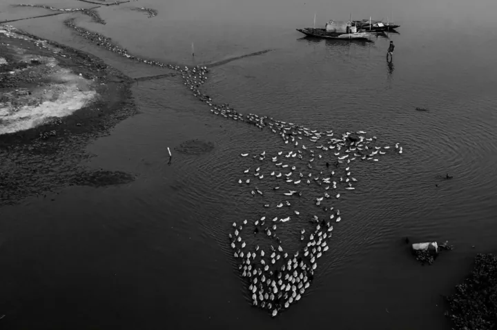A flock of ducks forms a winding line across a river near boats and a standing person.