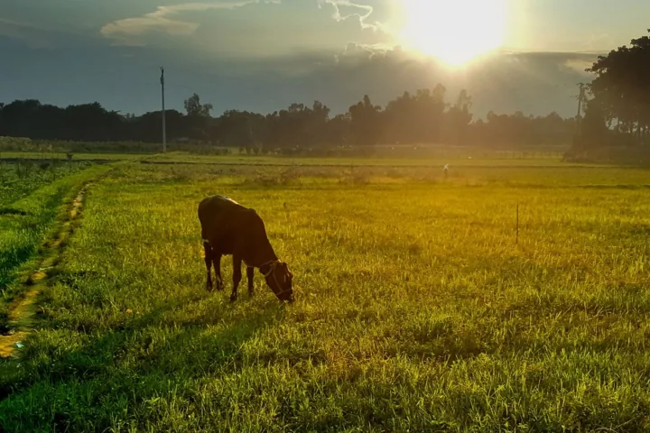 A lone cow grazes in a green field glowing under the low afternoon sun.