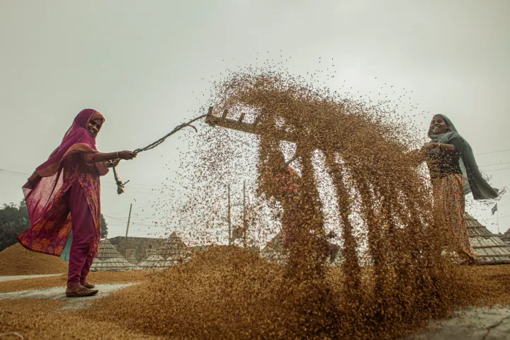 Two women lift paddy with wooden tools, sending golden grain into the air.