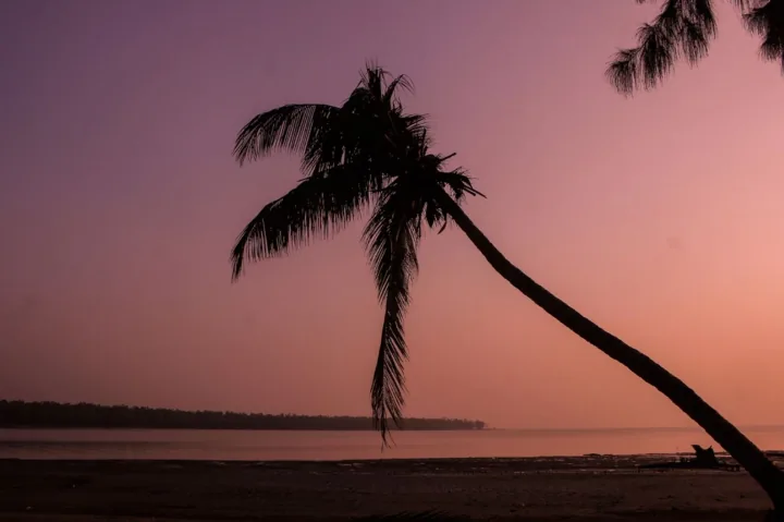 A palm tree leans over the shore in silhouette against a soft pink sky.