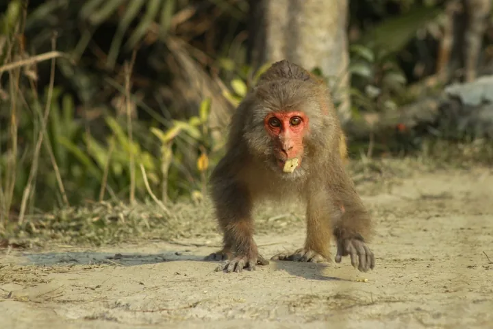 A monkey with food in its mouth walks toward the camera on a forest trail.
