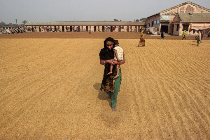 A barefoot woman carries a child across a broad yard covered in drying paddy.