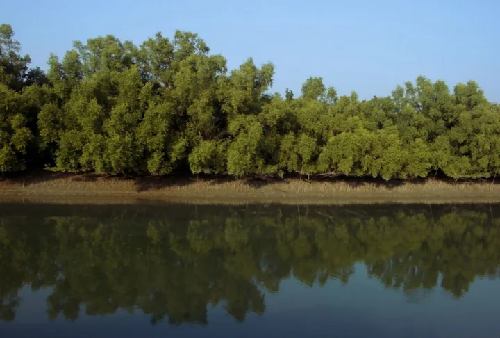 A dense line of green mangroves is reflected in still blue water.