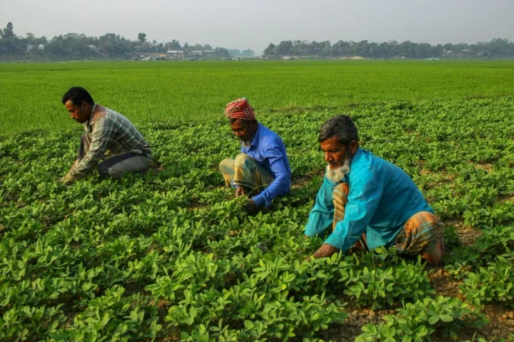 Three men work among rows of green crops in an open field.