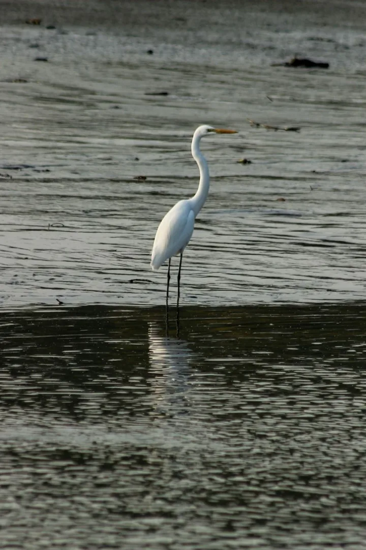 A white egret stands in shallow water, its reflection stretching below it.
