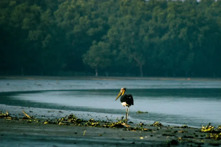 A large black-and-white bird stands on a mudflat in front of a mangrove forest.