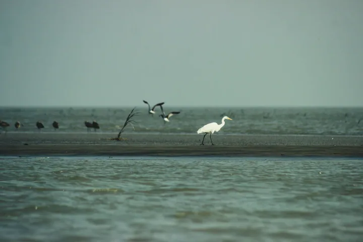 A white egret walks along a tidal sandbar with other birds in the distance.