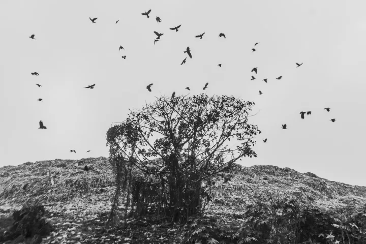 Birds fly above a single tree and a low ridge in a black-and-white landscape.