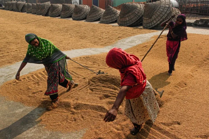 Three women pull rakes through golden grain spread on a drying yard.